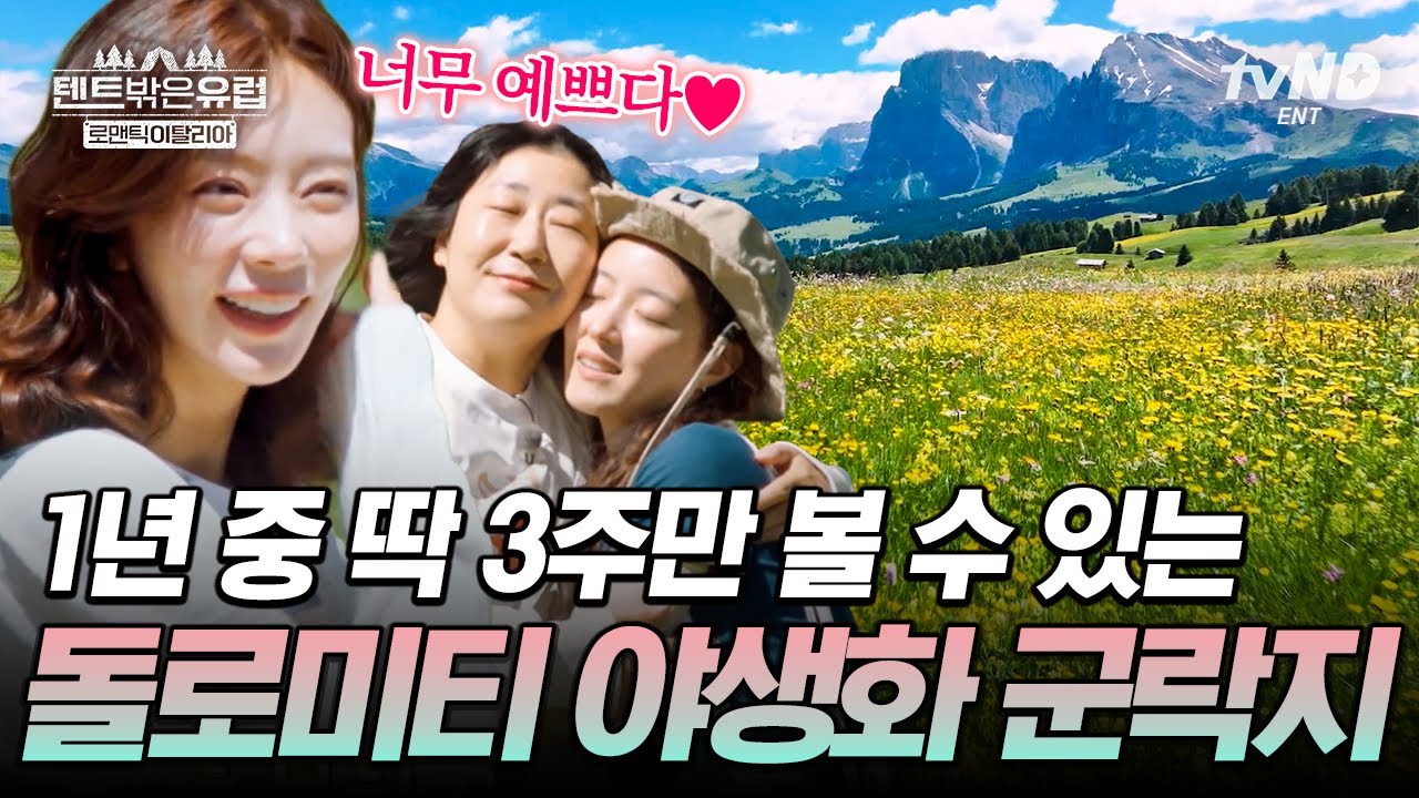 세계 최대의 야생화 군락지 돌로미티🌼 야생화 들판에 앉아 하이디가 된 기분을 만끽하는 텐밖즈👒 #텐트밖은유럽로맨틱이탈리아