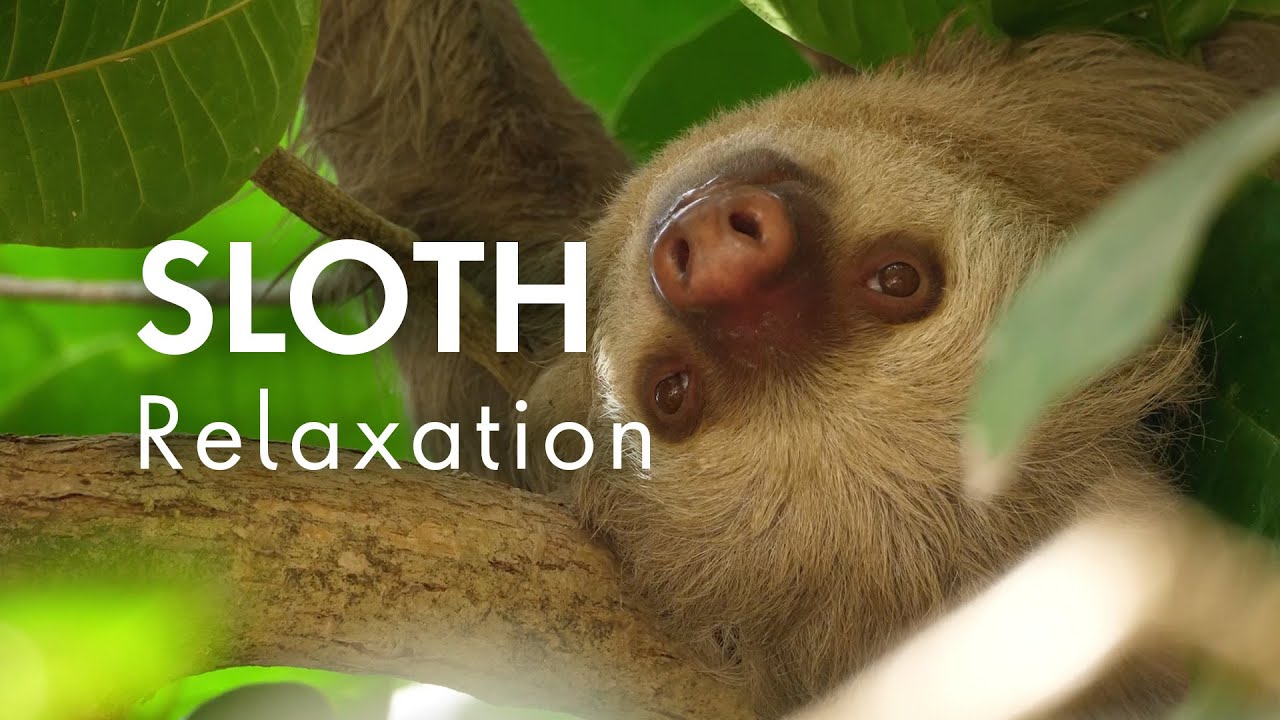 Sloth Relaxation | Relaxing Music For Stress Relief