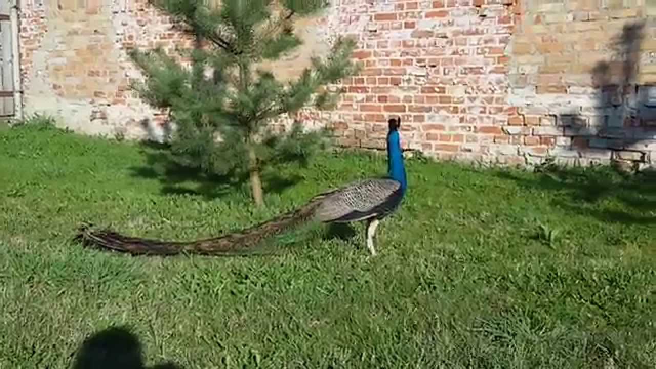 Paw indyjski -pavo cristatus