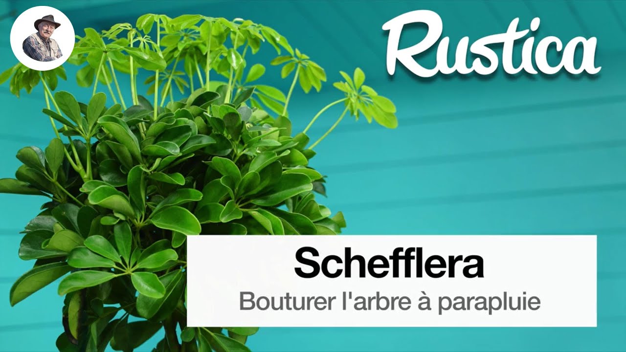Comment réussir le bouturage du schefflera