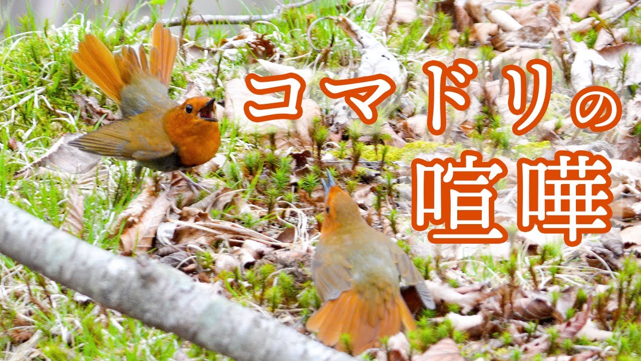 コマドリの喧嘩