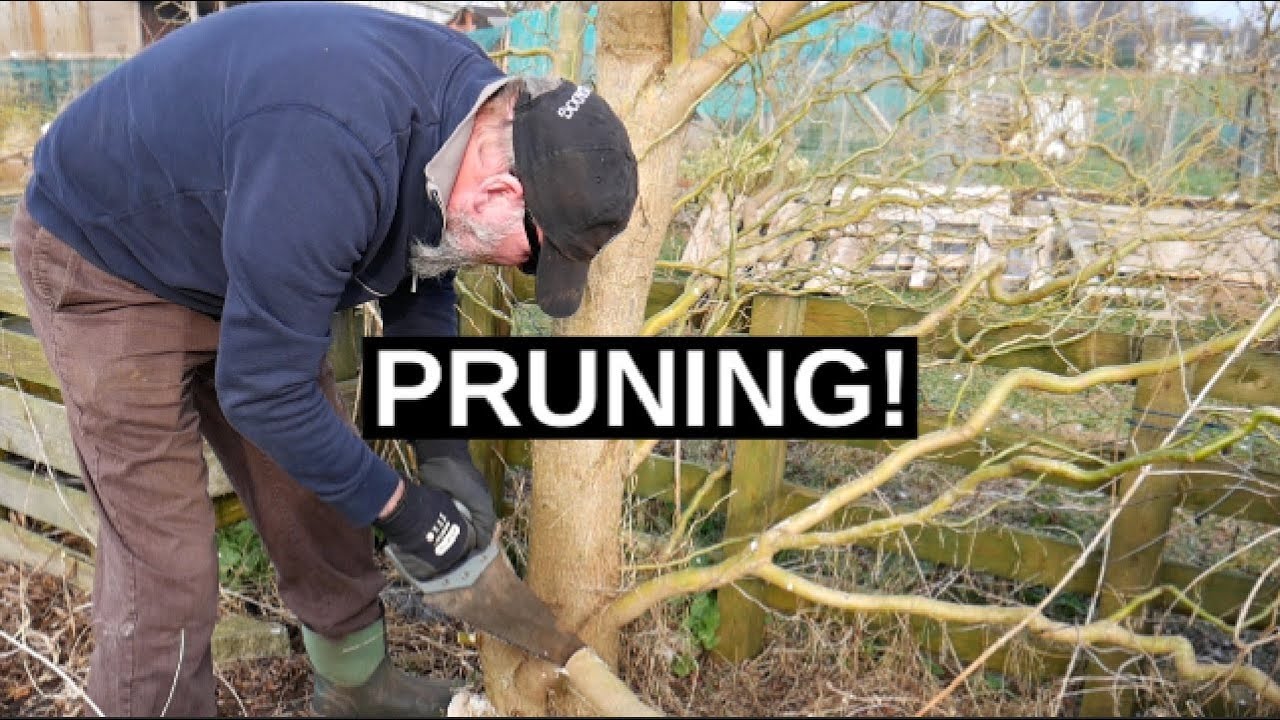Reshaping The Willow Tree | More Light In The Veg Garden 2019
