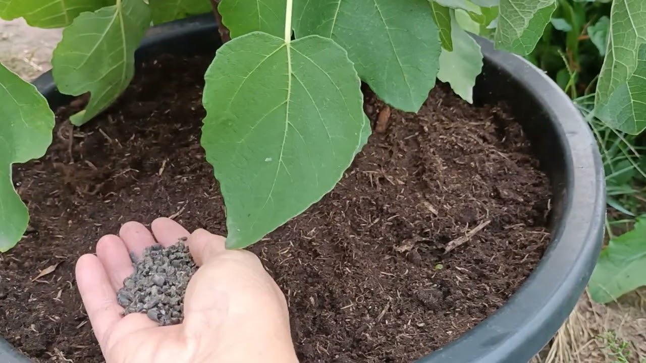 今天给盆栽的无花果换盆，让它长得更大结的果实更多。