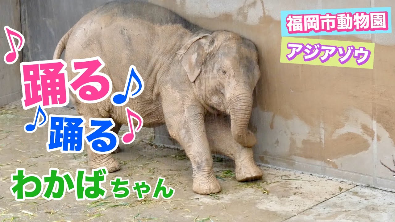 【アジアゾウわかばちゃん】雨の中ママを待つわかばちゃんは何してる？