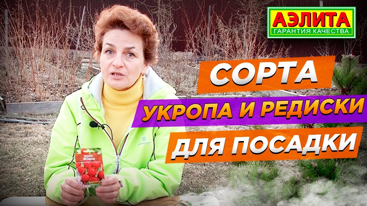 Сорта Укропа и Редиса для Посадки