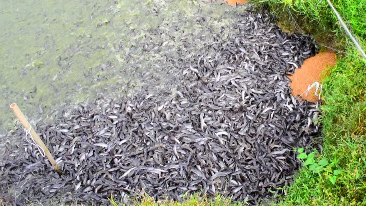 Baby Catfish Eating food in pond || Hybride Magur Fish Farming Business