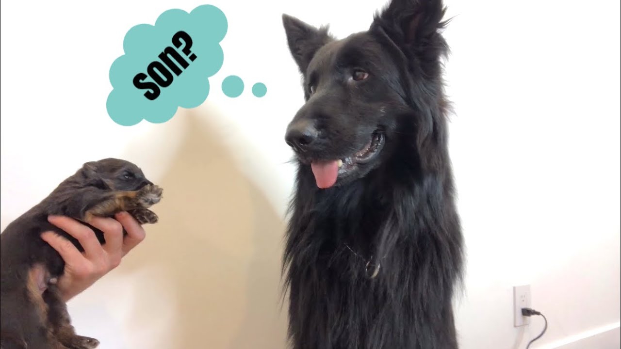 Dog Meets Son For The First Time.