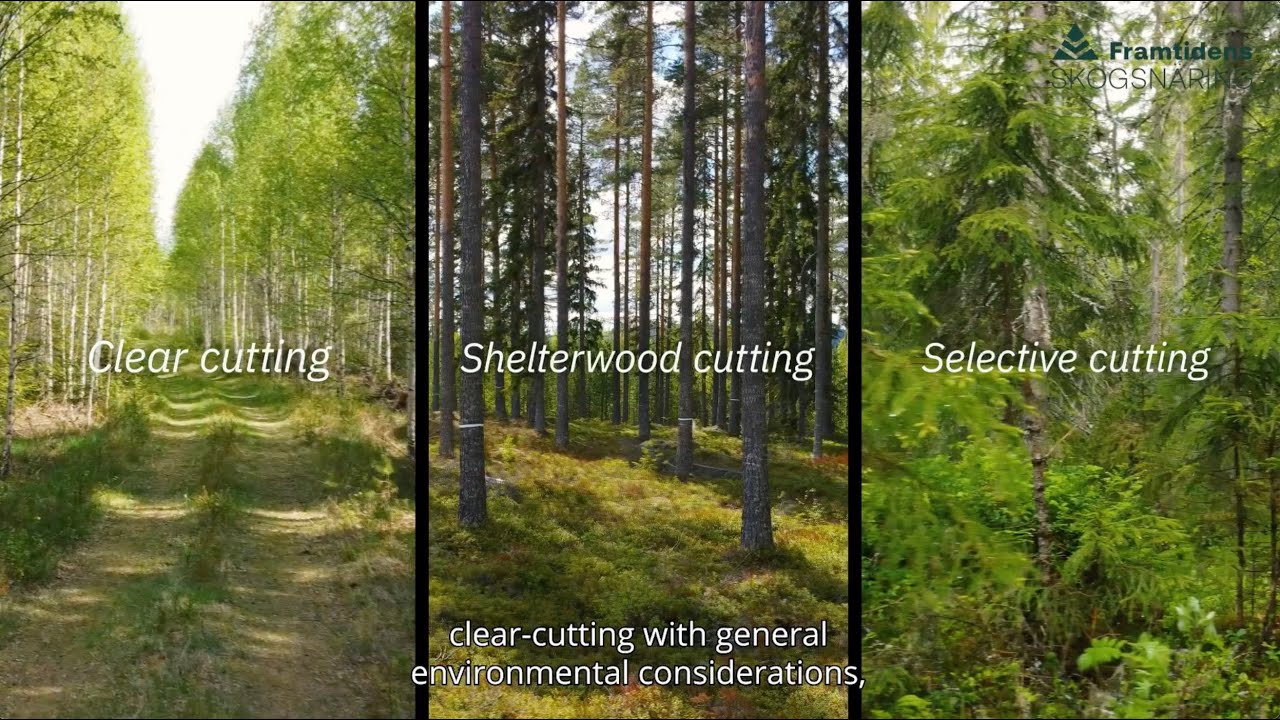 The Diversity of Forestry
