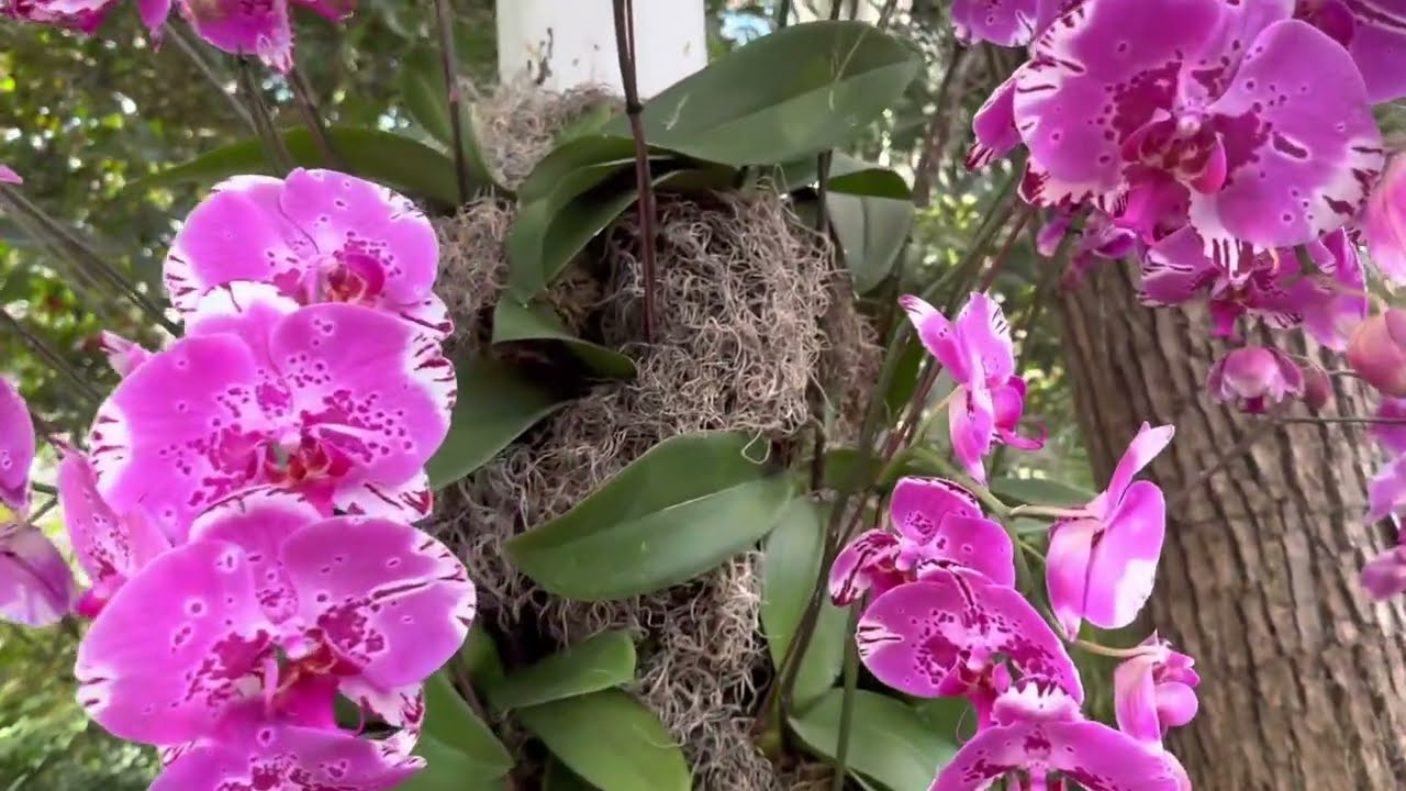 2023 NYBG Orchid Show: Natural Heritage | New York Botanical Garden