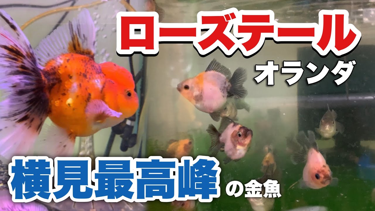 【横見最高峰】金魚ローズテールオランダはじめました 素晴らしい金魚 Rosetail Oranda @peperia