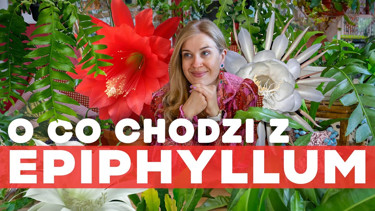 Epiphyllum | kompletny przewodnik | jak się nim zajmować