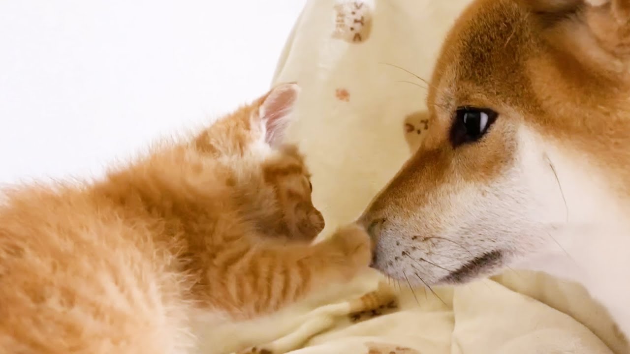 子猫、先住猫達のお部屋にお引越し！寛ぐ時も子猫が見える場所にいる柴犬　Kitten moved to family room