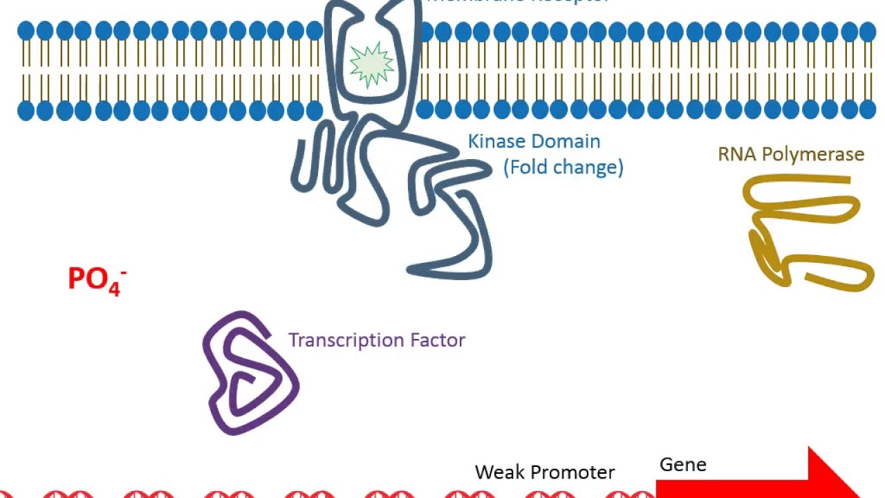 Regulating Gene Expression in Prokaryotes