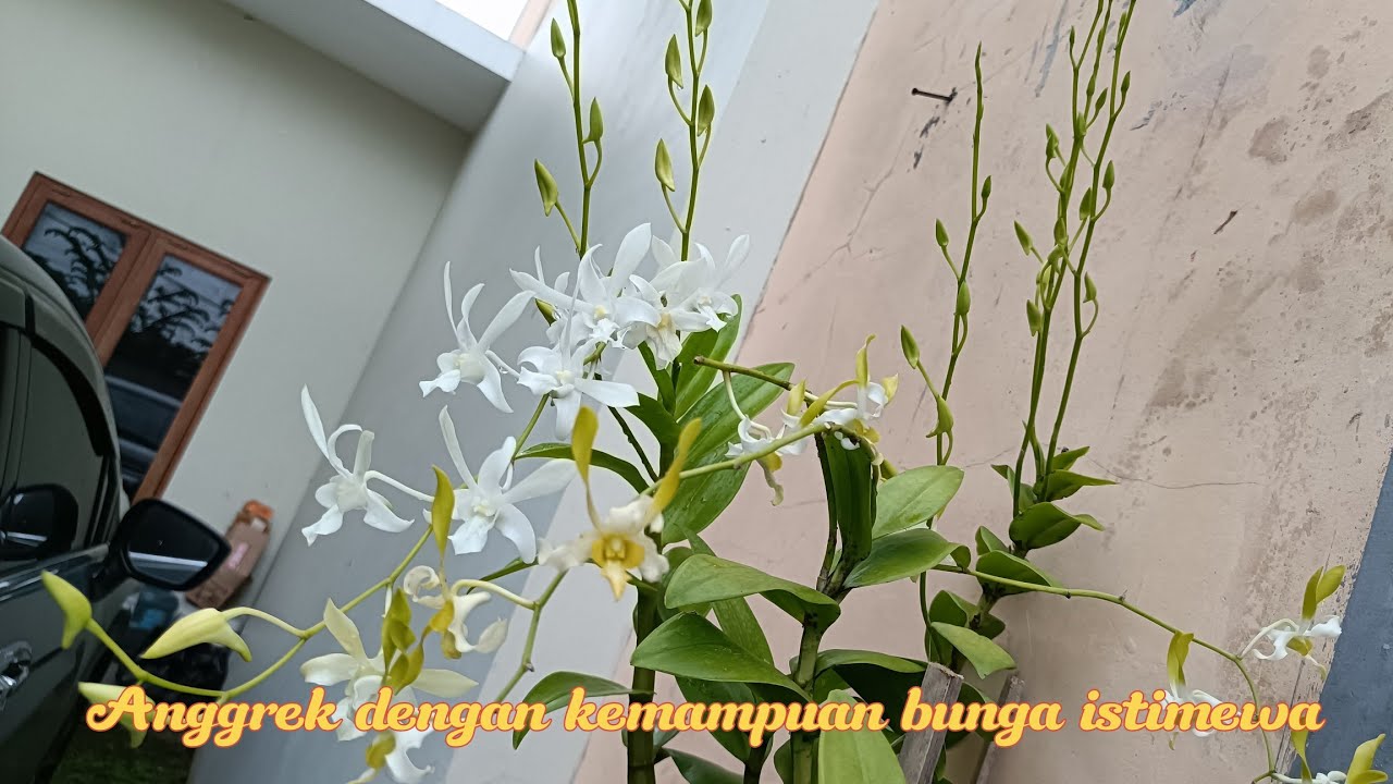 aji orchid sedang live sekarang!