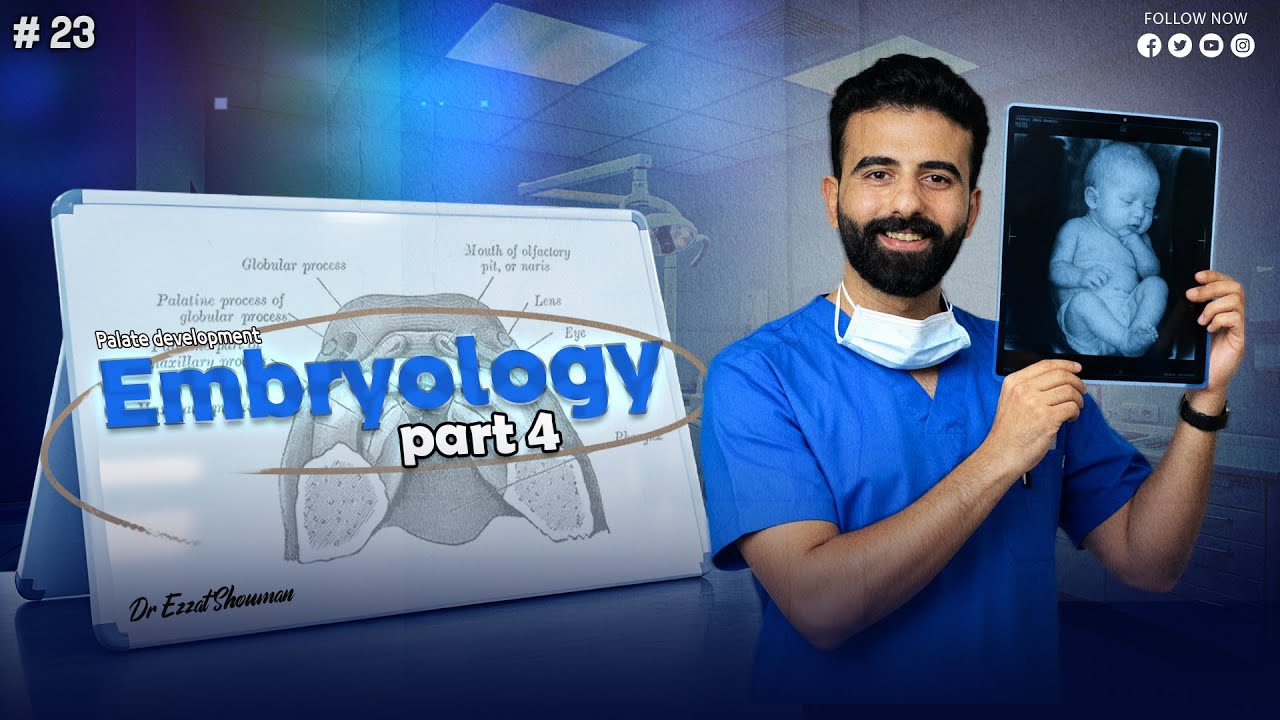 embryology 4 _ palate development _ oral histology || عزت شومان