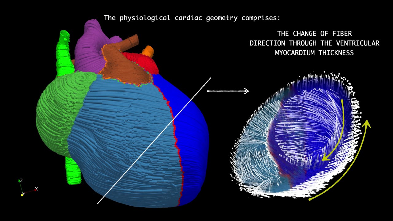 Electro-Fluid-Mechanics of the Heart