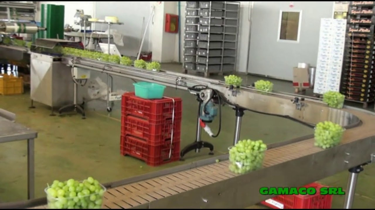 GAMACO - LINEA UVA CON FLOWPACK / GRAPES LINE WITH FLOWPACK