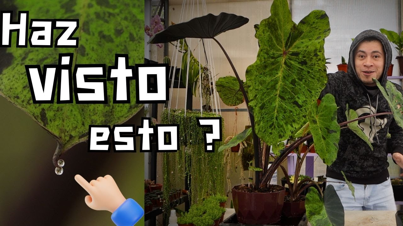 Si SUCEDE Esto en tus Plantas Te FELICITO Eres un JARDINERO PROFESIONAL