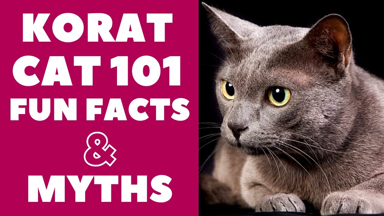 Korat Cats 101 : Fun Facts & Myths