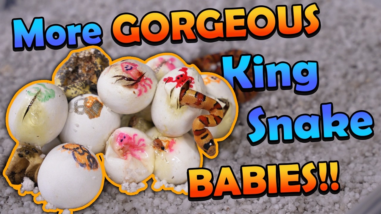 Beautiful Variable Kingsnakes hatching!