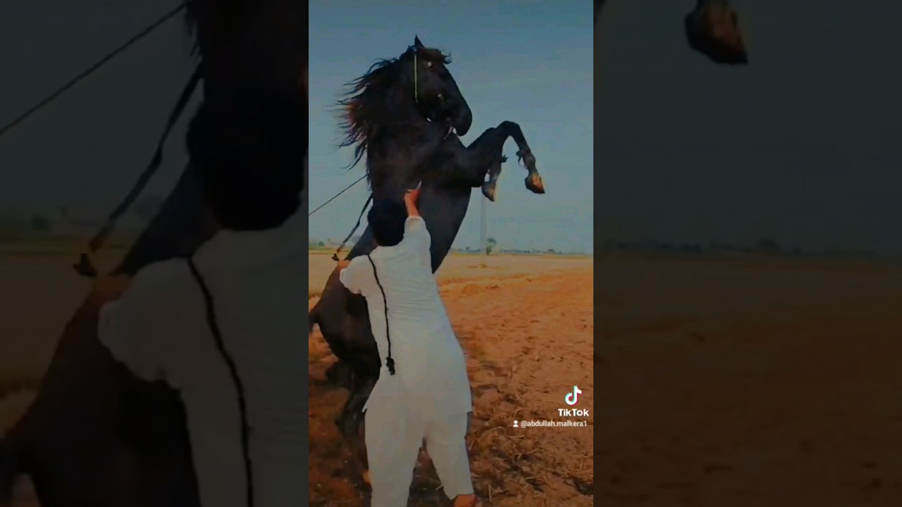 Mastana During Training &hearts;️🔥 #horsedance #horse #pakistanihorse #akukadairyfarm #abdullahmalkeravlogs