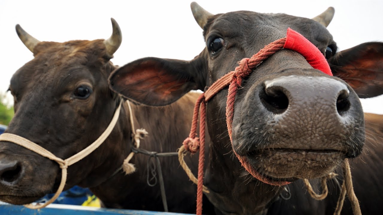 Cow unloading, cow videos, cow video, animal, big cow, goru hamba cow, Ep-292