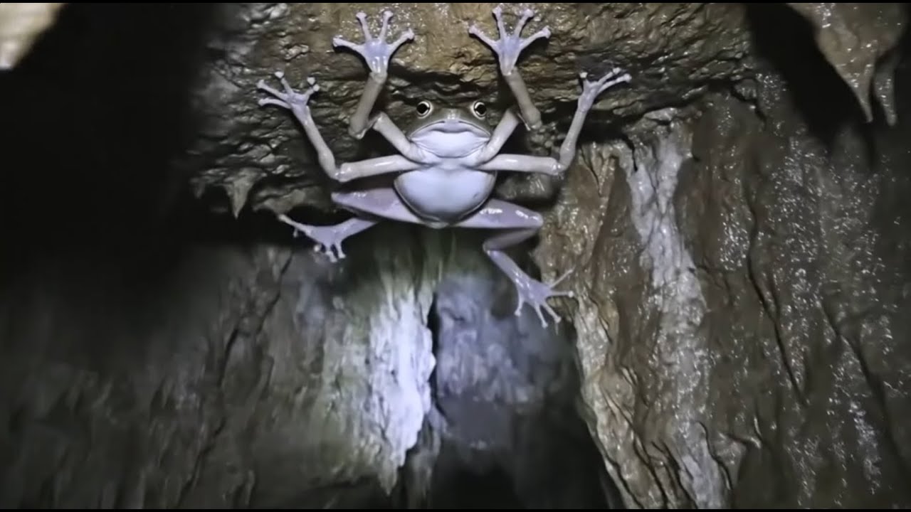 洞窟調査記録｜虫カエル注意｜AI Horror: Cave Investigation Record