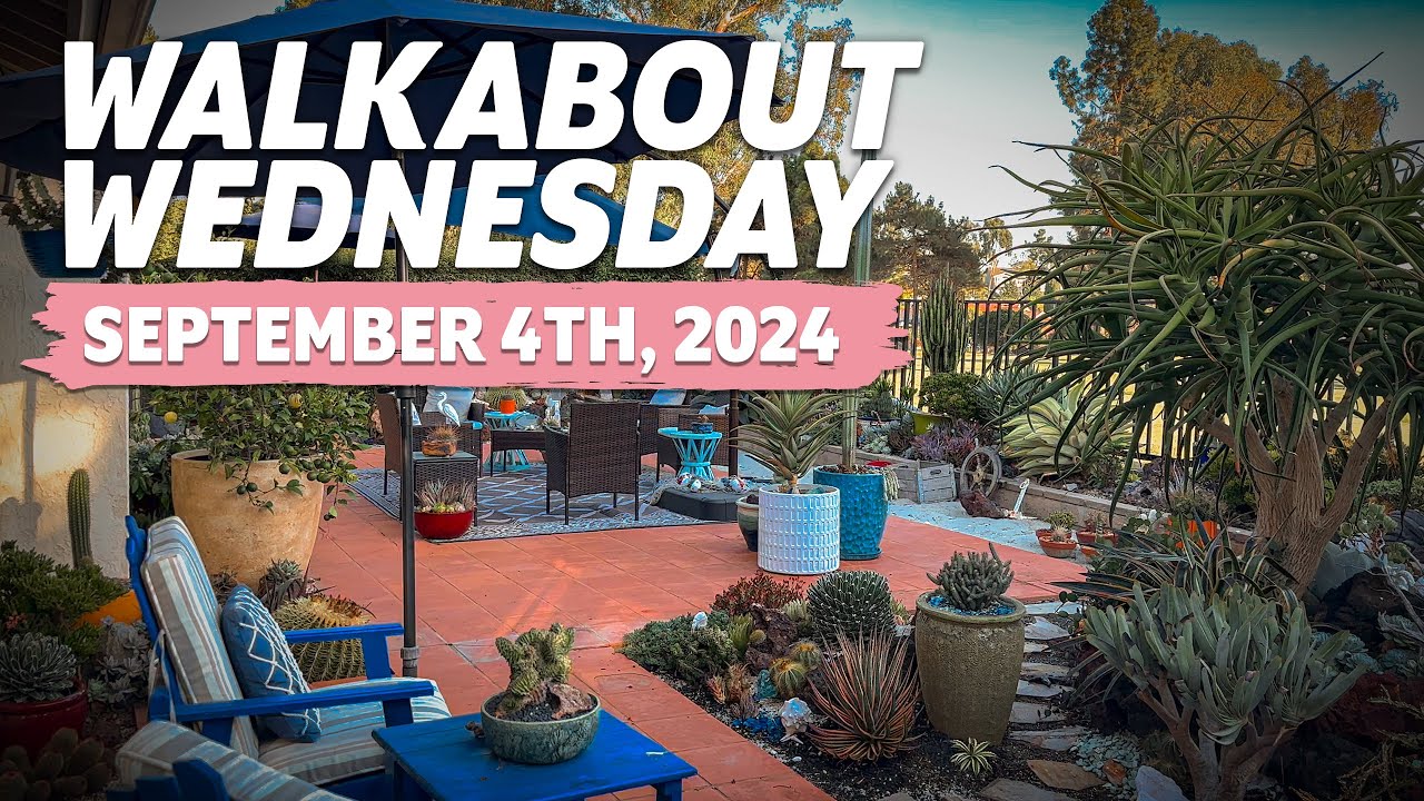 Walkabout Wednesday | September 4th, 2024 Succulent Garden Tour