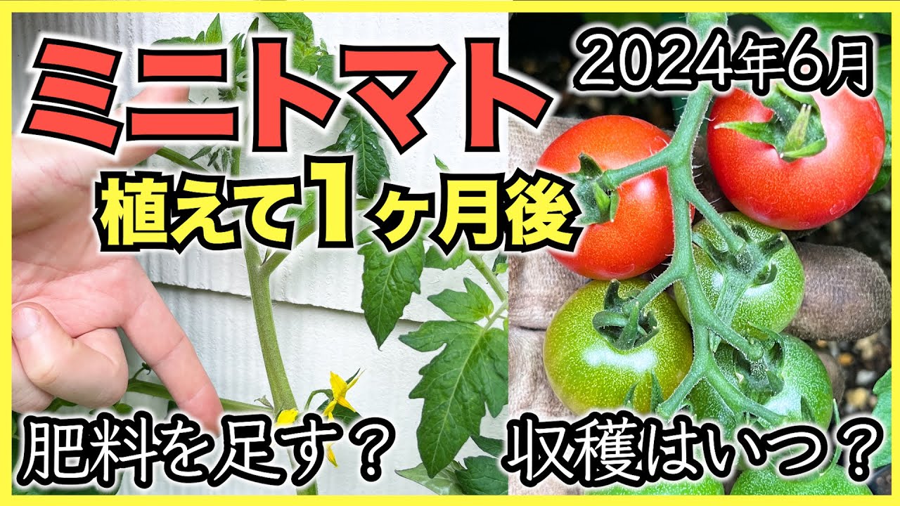 【ミニトマト】苗を植えて1ヶ月後の生育,栄養診断して追肥と摘芯【2024年6月】