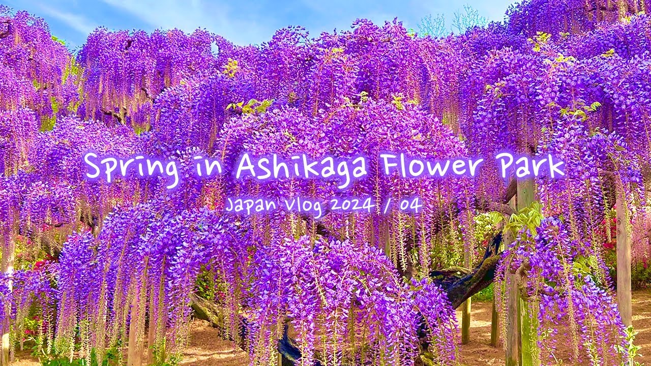 Spring at Ashikaga Flower Park | Wisteria, Azaleas, Tochigi | Japan Vlog
