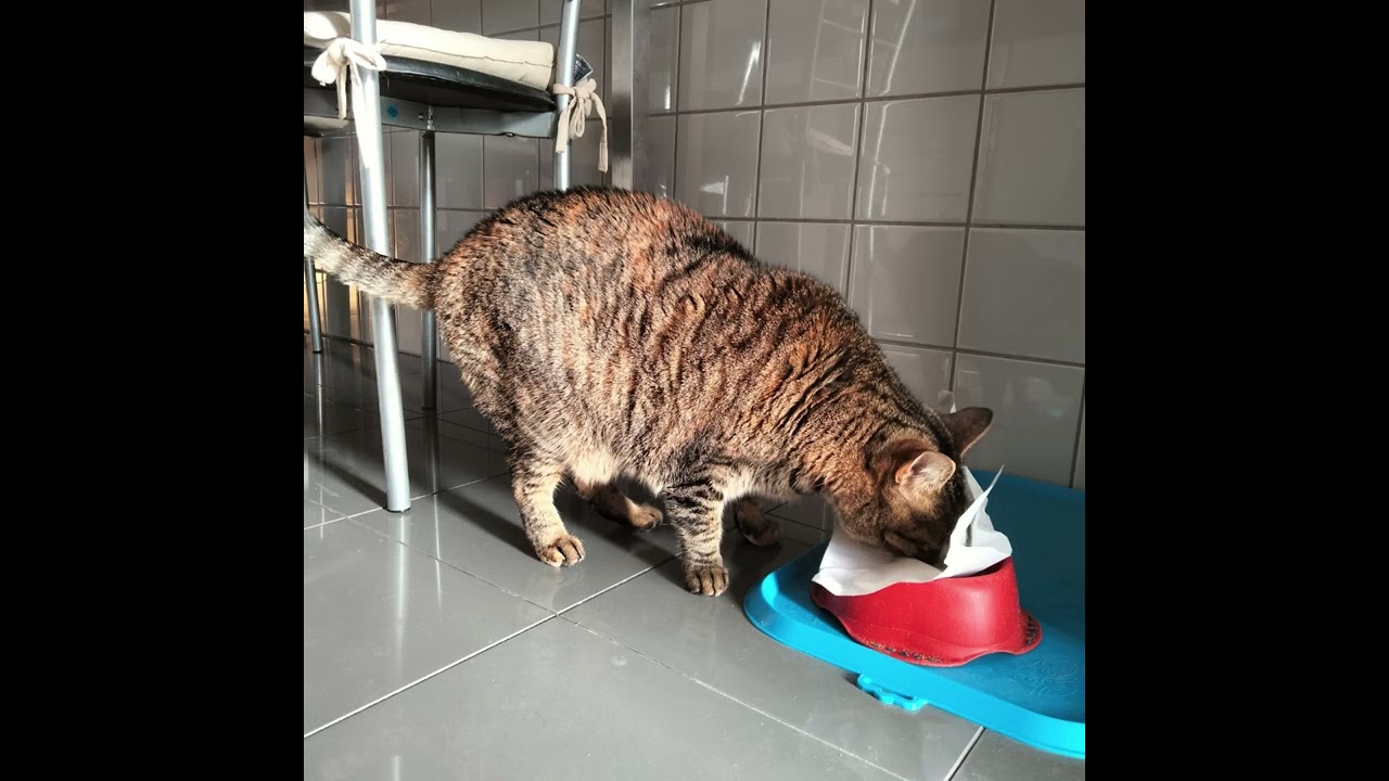 My big fat cat