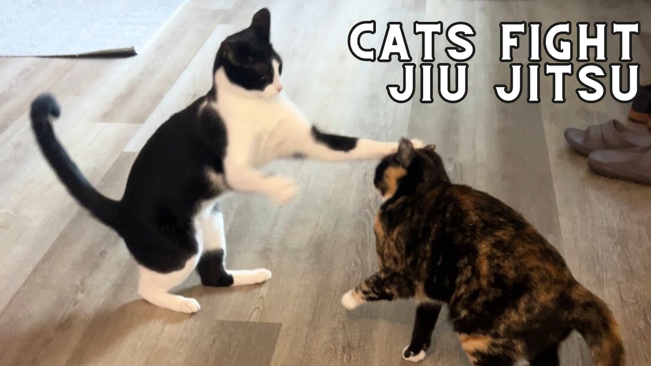 cats do jiu jitsu!