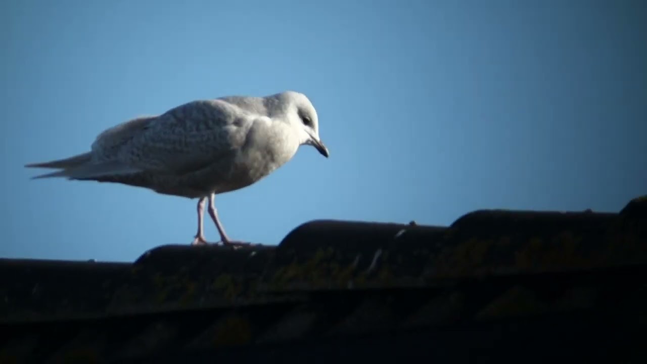 Iceland Gull   Kleine burgemeester  Petten   The Netherlands   Luuk Punt 260214 1