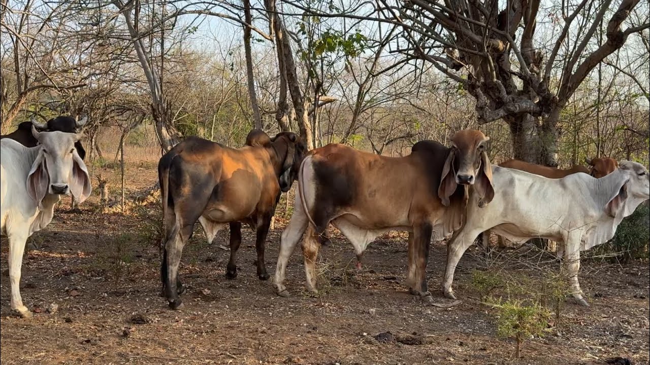 Llegamos a buscar las novillas perdidas y mira lo que pasó 