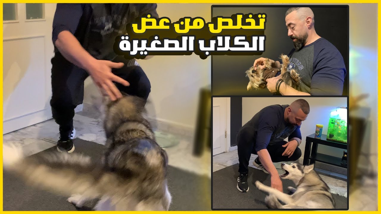 3 طرق تخلص من عض الكلاب الصغيره