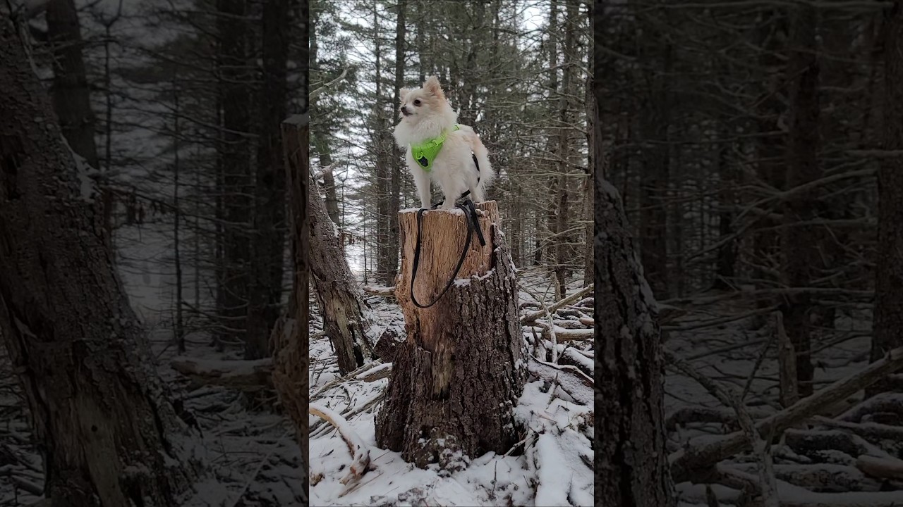 site supervisor 🥰🌲🌳⛓️🐕 