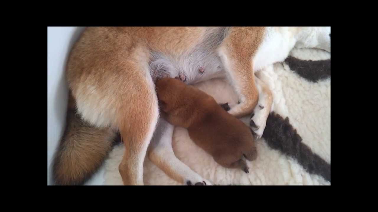 Shiba inu litter   portée juin 2013 Day 7   kami no Uma