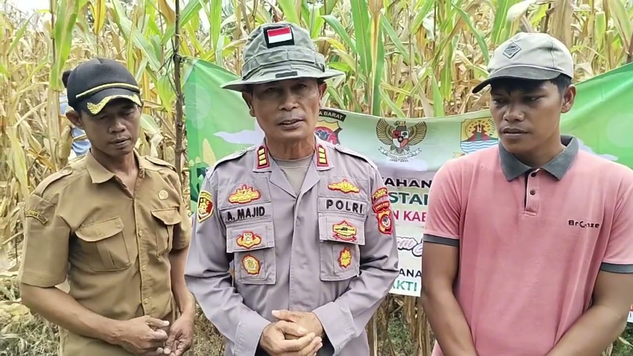 Panen jagung pipil
