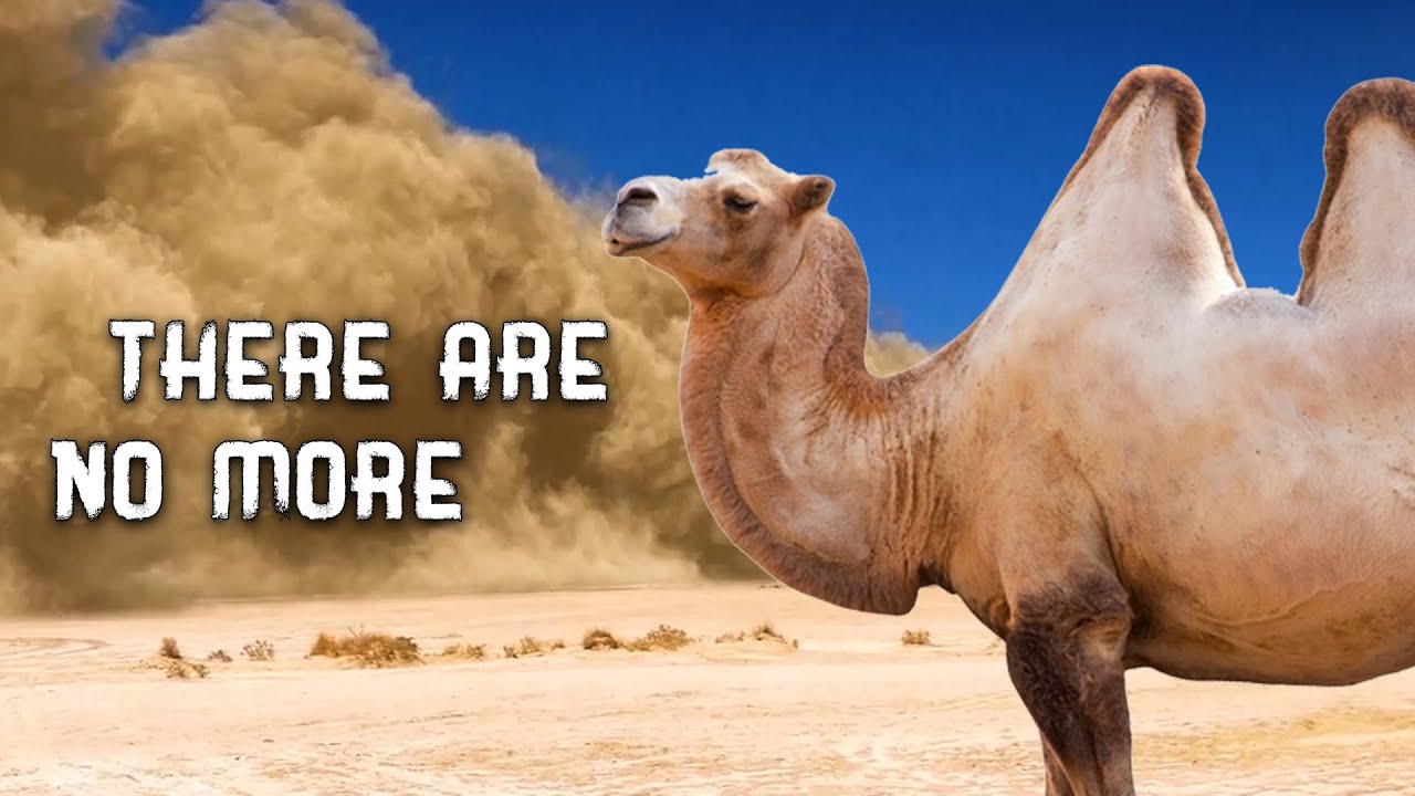 Desert ship: Camel, what are these animals famous for?