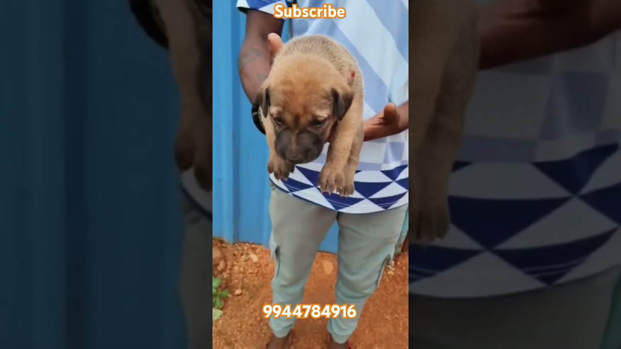 Quality kombai dogs puppys for sale tamil madurai tenkasi coimbatore salem karur namakkal nagercoil