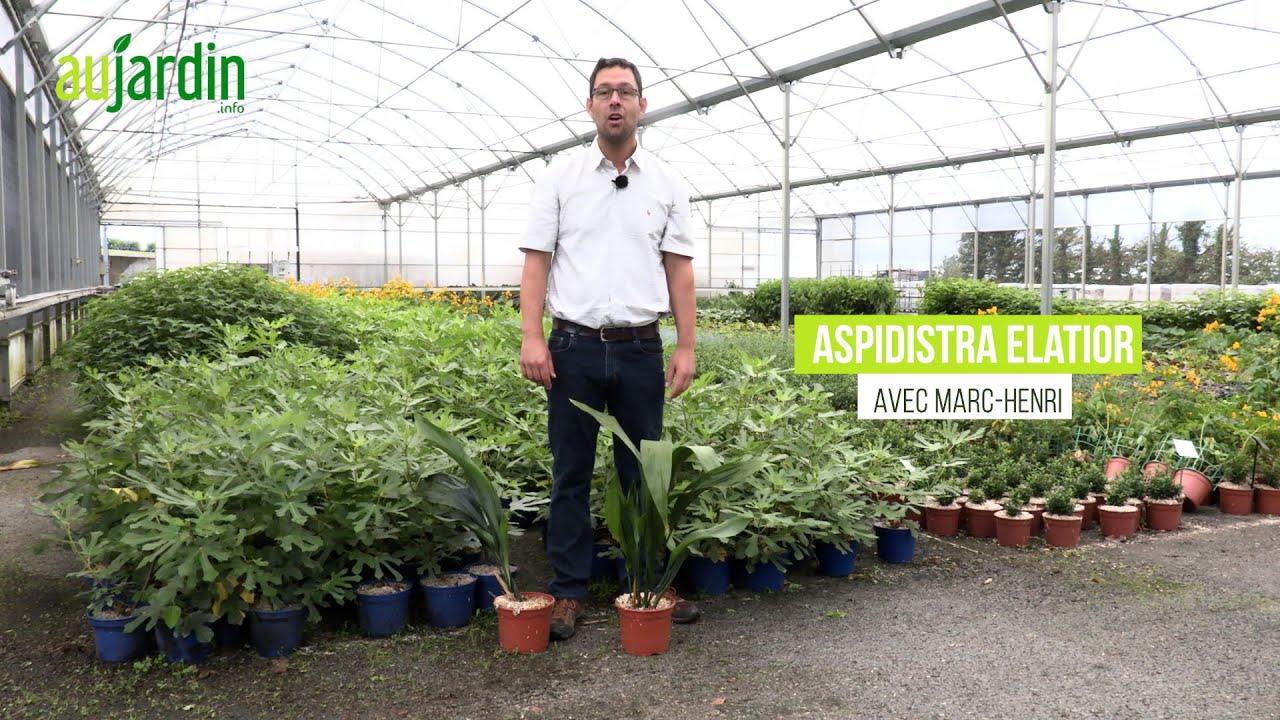 ASPIDISTRA ELATIOR une VIVACE RESISTANTE pour INTERIEUR et EXTERIEUR 😃