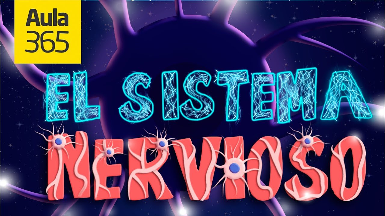 El Sistema Nervioso | Videos Educativos Aula365