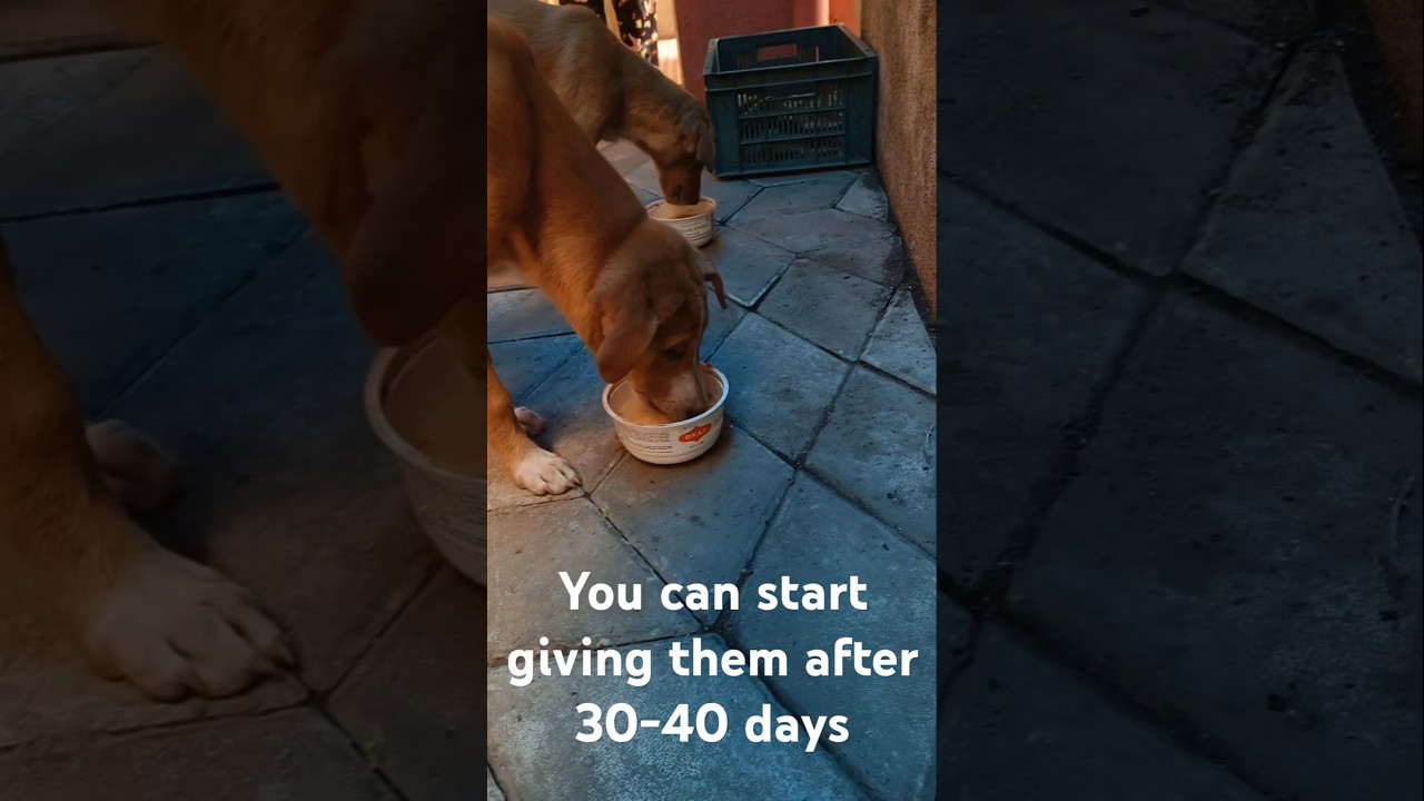 #puppies