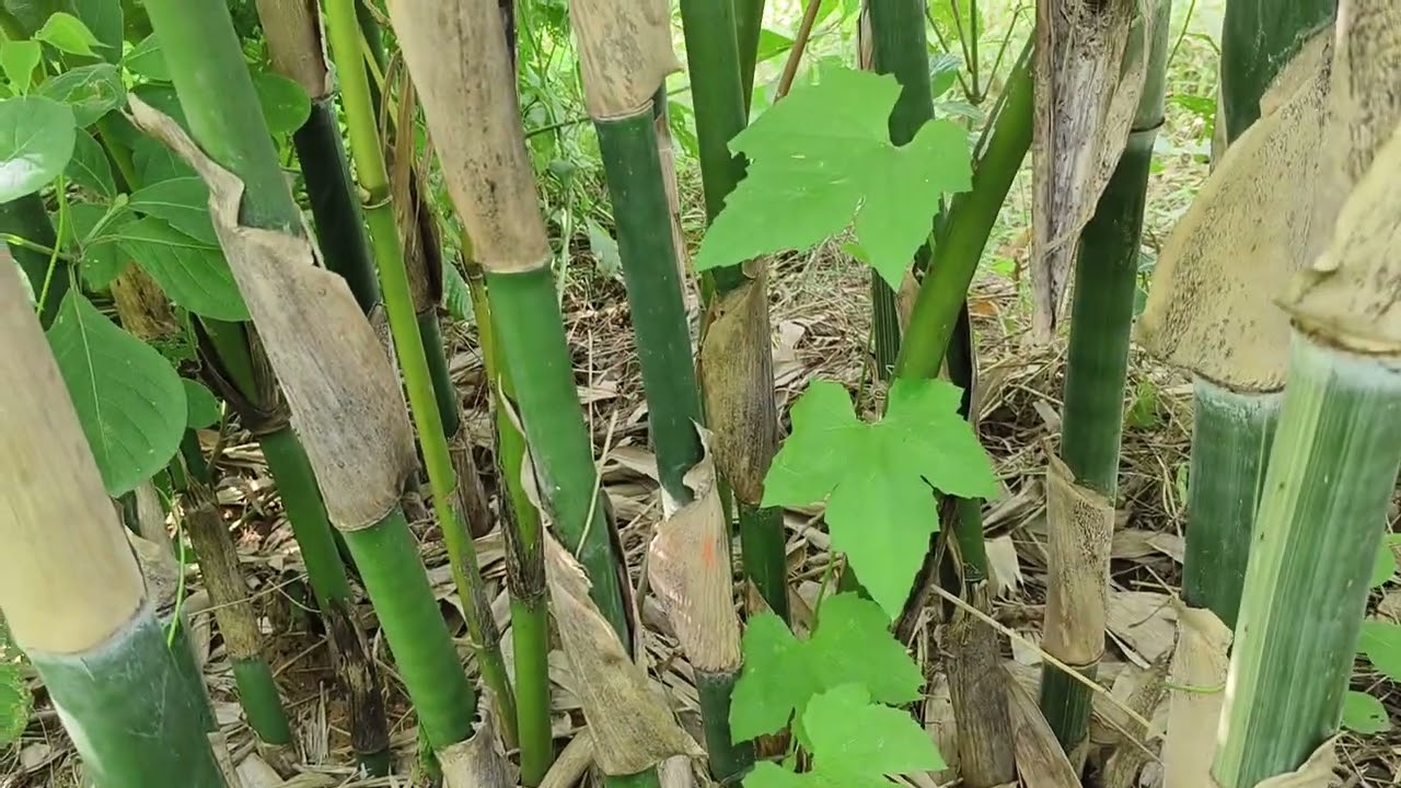 Pindo Bamboo Farm | 1 Year growth Bambusa Tulda plantation update | Kutch Gujarat