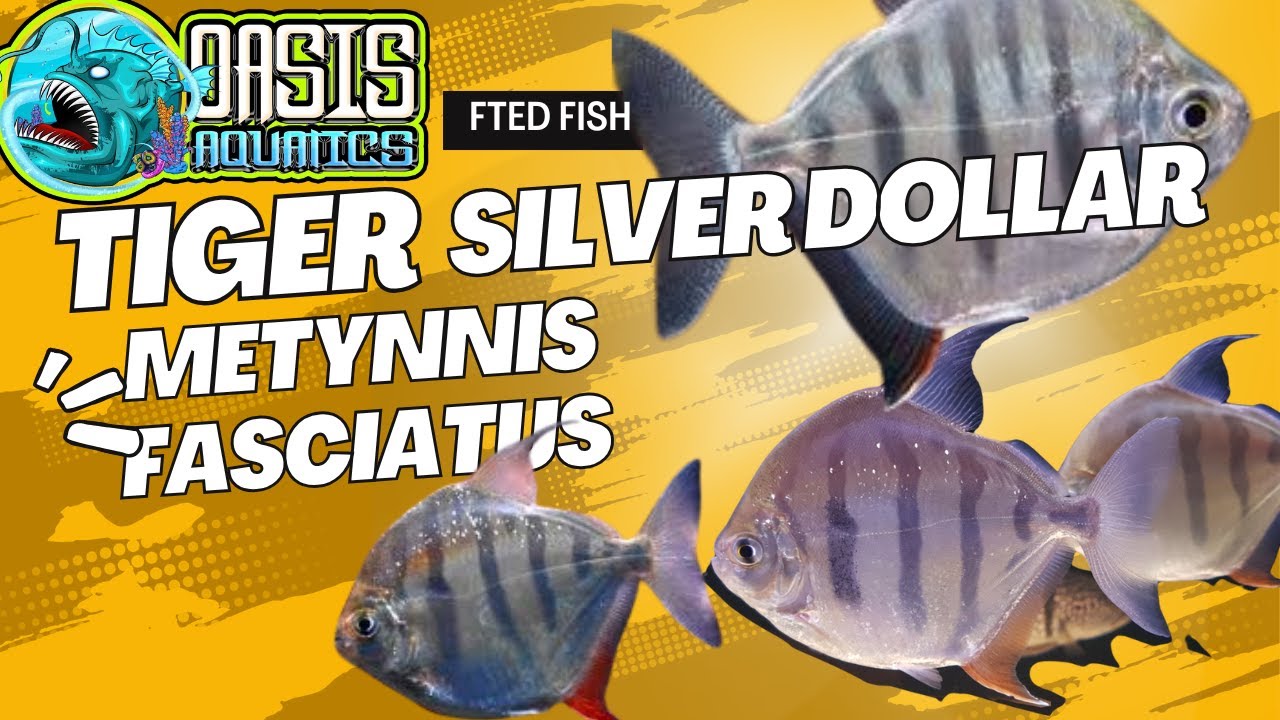 Oasis Aquatics Fted Fish: Tiger Silver Dollar (Metynnis Fasciatus)