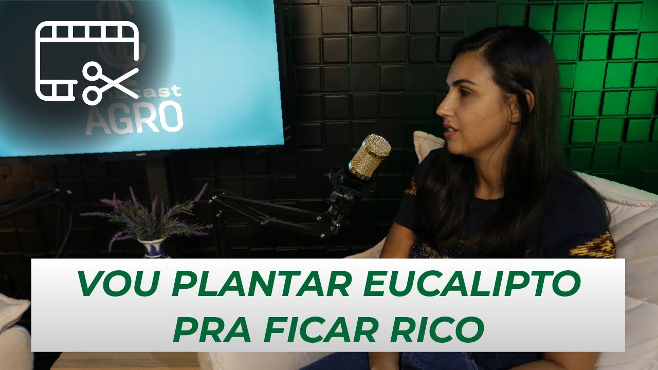 VOU PLANTAR EUCALIPTO PRA FICAR RICO