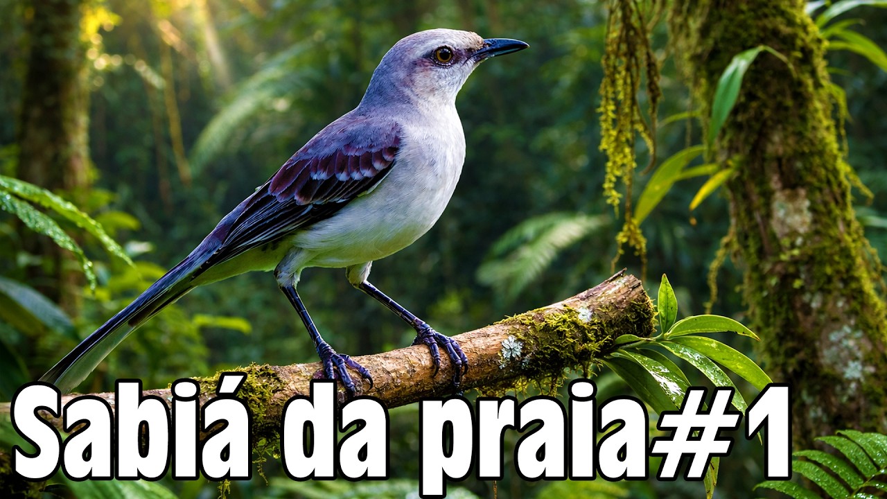 O Canto Melodioso da Sabiá da Praia.