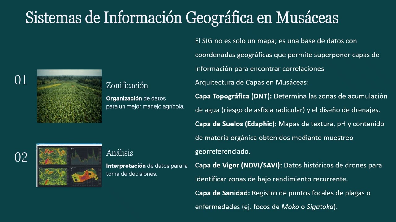 Presentación   Agricultura de Precisión en Cultivo de Musáceas Gregoria Medina