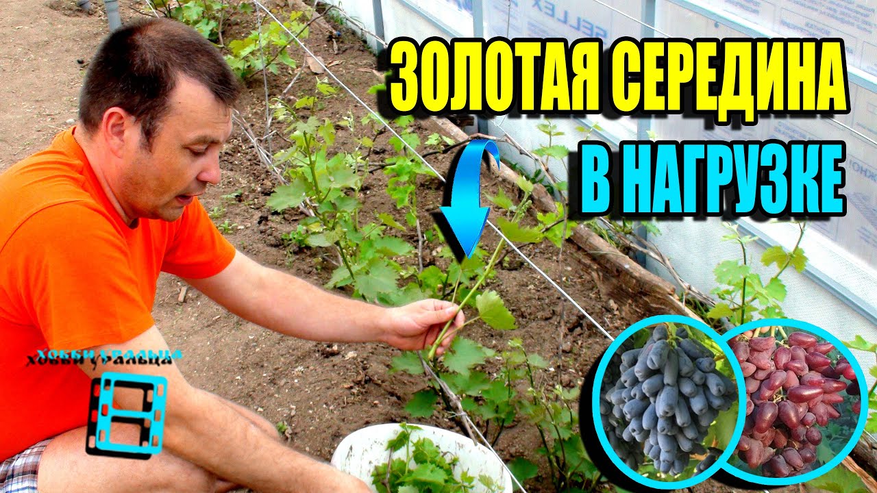 СКОЛЬКО ПОБЕГОВ ОСТАВЛЯТЬ НА ВИНОГРАДЕ? СКОЛЬКО ГРОЗДЕЙ ОСТАВЛЯТЬ? СЕВЕРНЫЙ ВИНОГРАДНИК 22-22