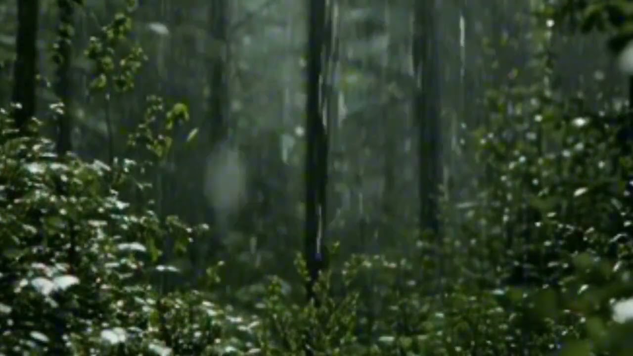 Chuva na Floresta | Sons Naturais para Relaxar, Dormir e Acalmar a Mente